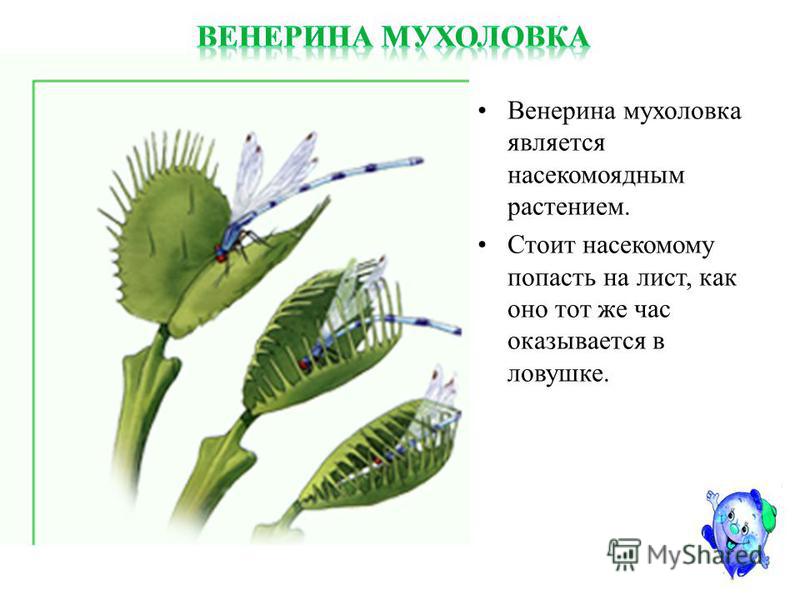 Мухоловка или venus flytrap в бутылке Slide_64