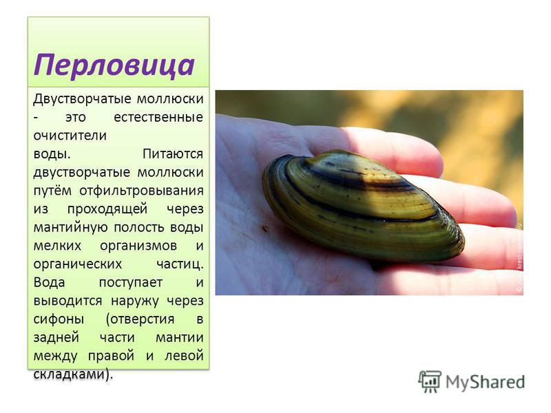 ПР № 12 "Исследование внешнего строения раковин пресноводных и морских моллюсков