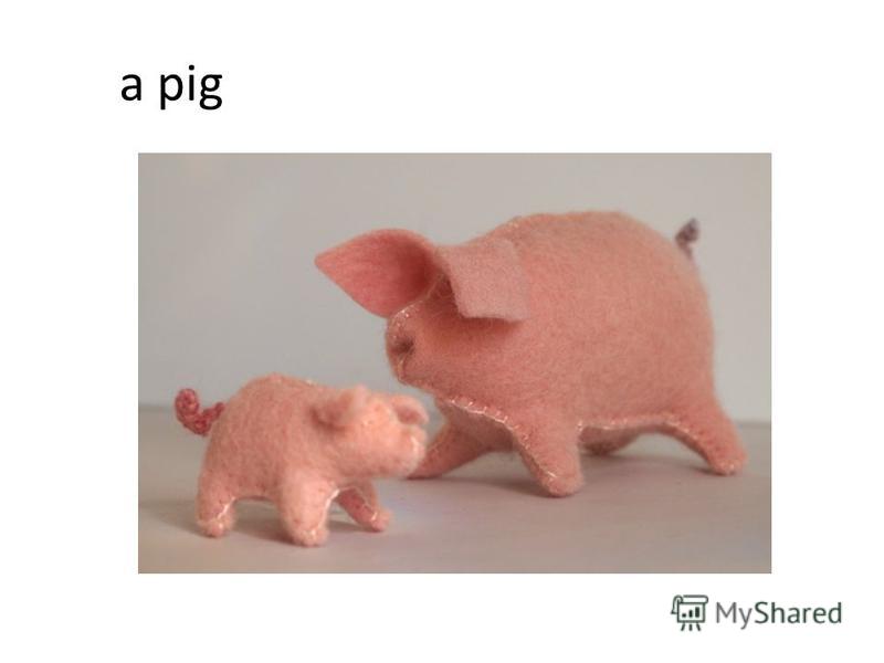 a pig