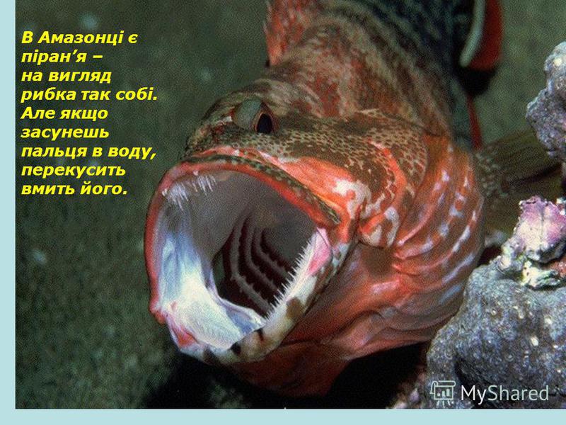В Амазонці є піраня – на вигляд рибка так собі. Але якщо засунешь пальця в воду, перекусить вмить його.