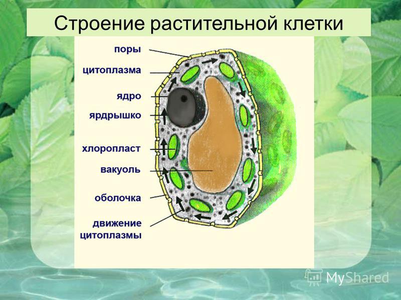 Схема живой клетки биология Схема живой клетки биология