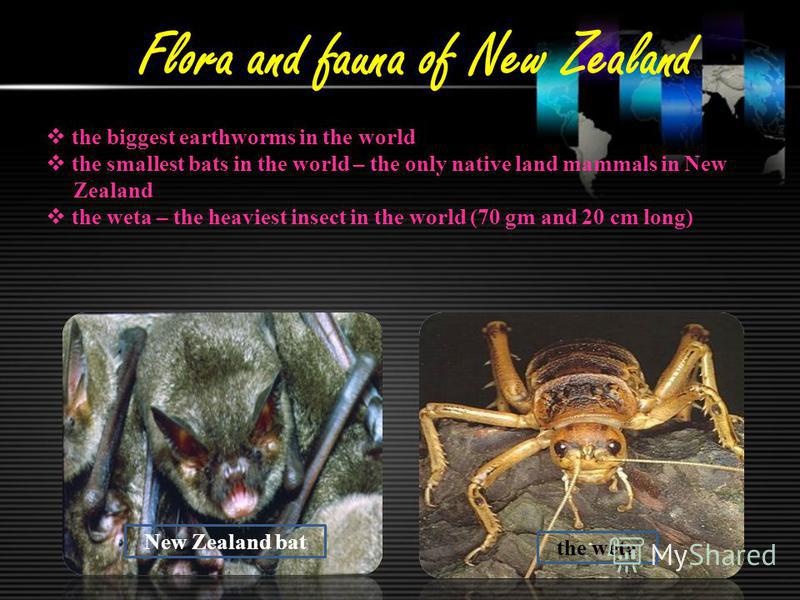 Flora and fauna of New Zealand the biggest earthworms in the world the smallest bats in the world – the only native land mammals in New Zealand the weta – the heaviest insect in the world (70 gm and 20 cm long) the weta New Zealand bat