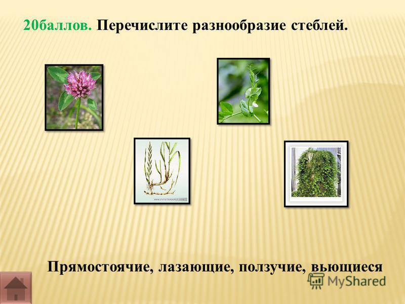 Скачать Учебник По Экологии 6 Класс Былова Шорина