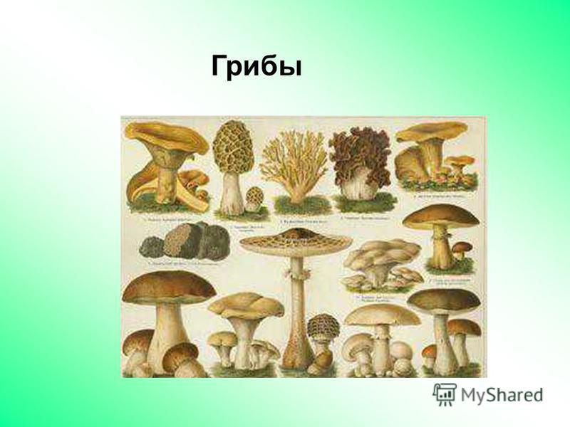 Урок по биологии по фгос грибы 5 класс