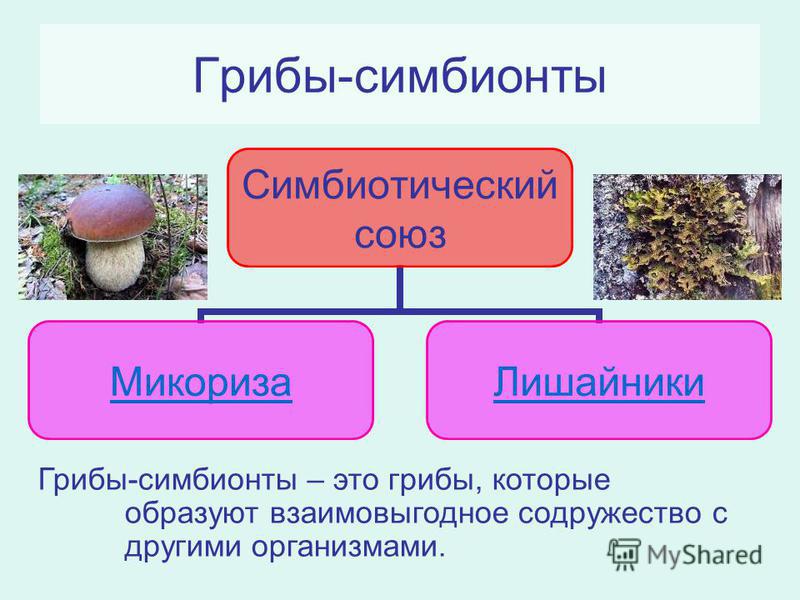 определение паразитов организме человека определение паразитов организме человека