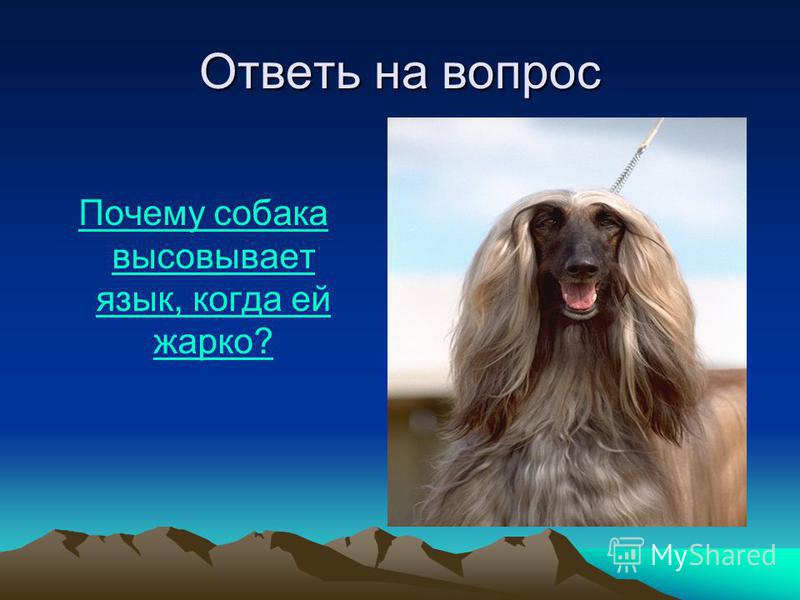 Почему собака высовывает язык когда ей жарко а лошадь нет почему Почему собака высовывает язык когда ей жарко а лошадь нет почему