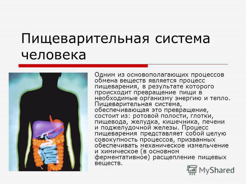 Дополните схему процесса пищеварения пища Презентация на тему: "Содержание 1. Строение органов пищеварения 2. Пищеваритель