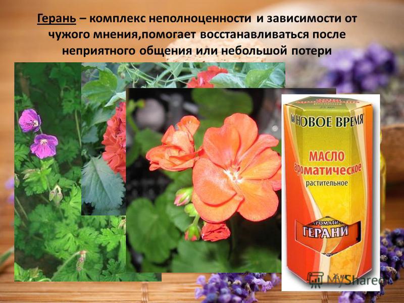 помогает ли гвоздика от паразитов помогает ли гвоздика от паразитов