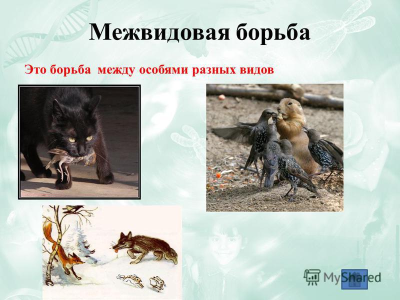Межвидовая борьба человека