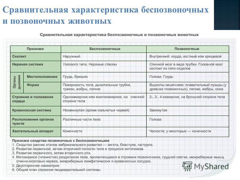 Сравнительная характеристика позвоночных животных таблица Таблица сравнительная характеристика классов позвоночных животных - Распиновки.р