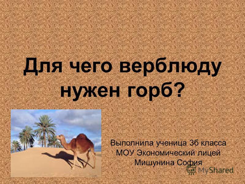 Глаза верблюда Стена ВКонтакте