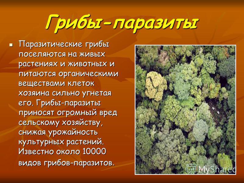 грибы паразиты человека фото грибы паразиты человека фото