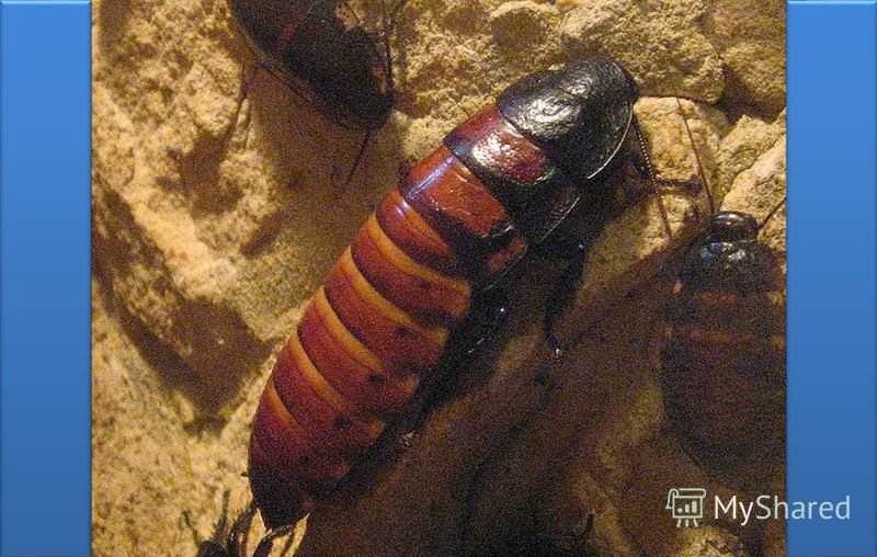 Тараканы в жилище человека Рыжий таракан Черный таракан Тараканы могут повреждать пищевые продукты, кожаные изделия, переплёты книг, комнатные и тепличные растения. Некоторые тараканы, питаясь различными отбросами, являются переносчиками инфекционных