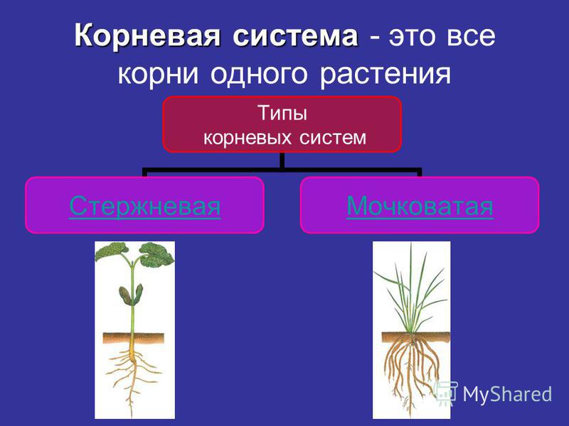 Крым Крым