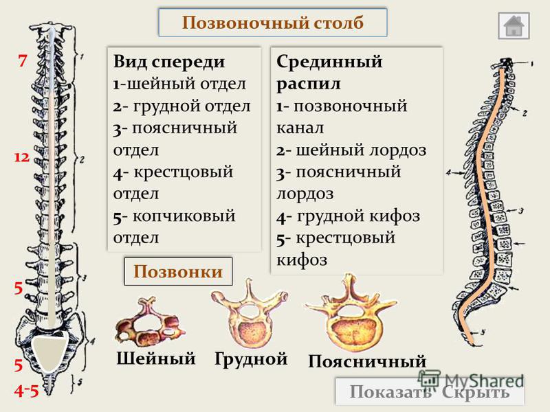 Как поставить позвонки самостоятельно Как поставить позвонки самостоятельно