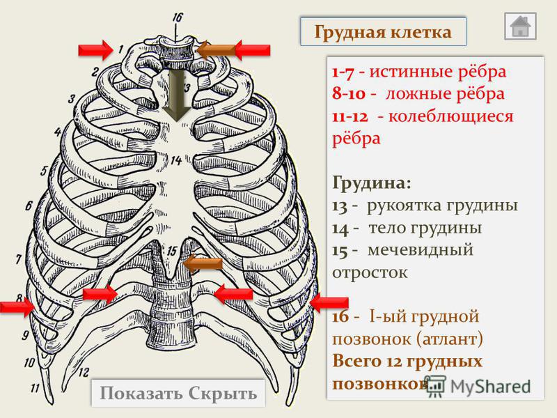 Где Находится Рукоятка Грудины У Человека Фото