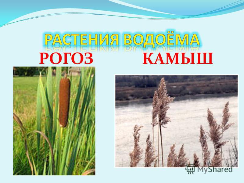 Как выглядит цветок рогоз Камыш и рогоз Фитостудия-63.ру