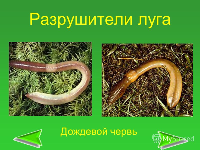 Учитель года школьный конкурс Учитель года школьный конкурс