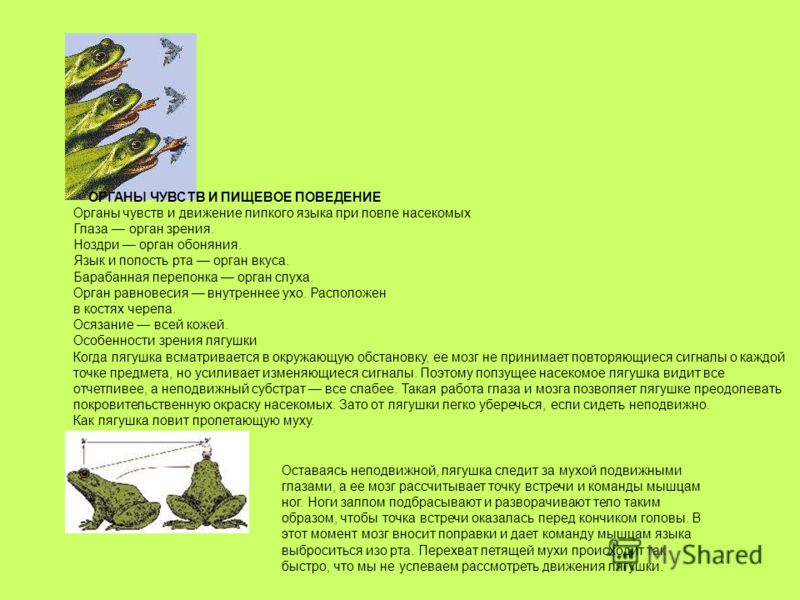 язык, органы доклад чувств