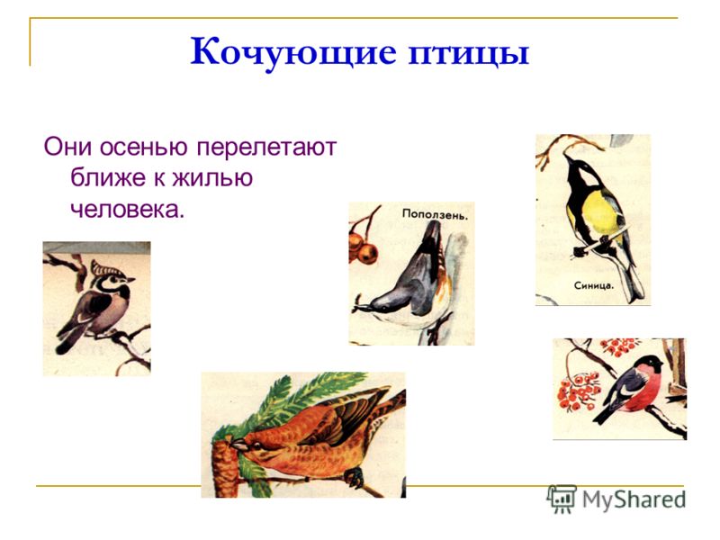 Почему воробей не улетают на юг Почему воробей не улетают на юг