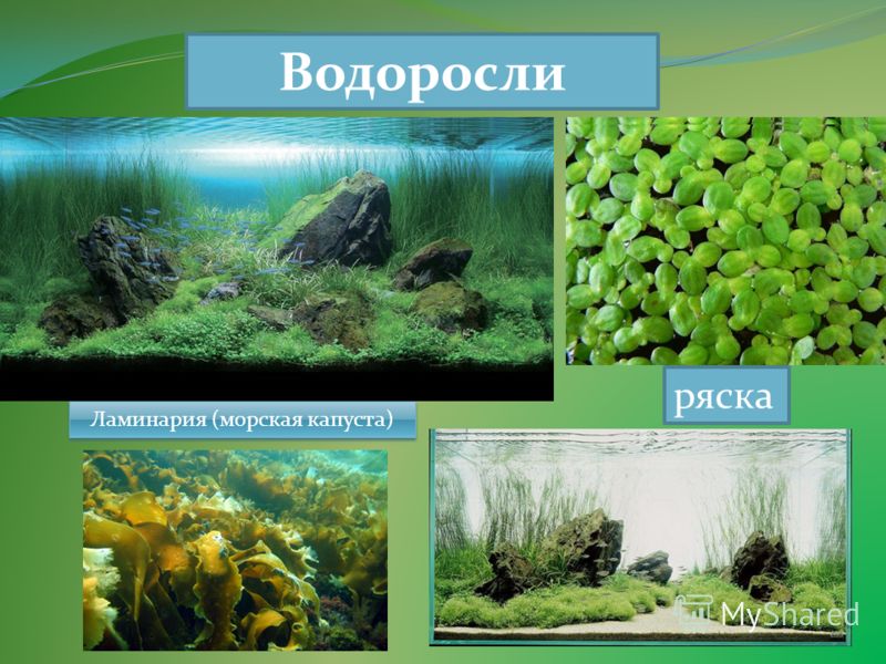 лера козлова последний звонок простые слёзы песни лера козлова последний звонок простые слёзы песни