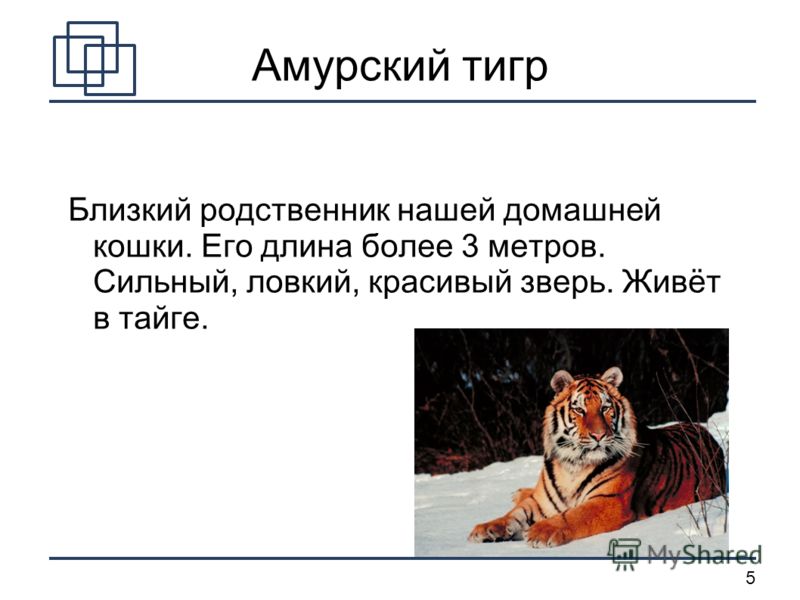 Тема проекта дикие животные Тема проекта дикие животные