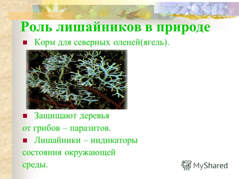 пища от паразитов пища от паразитов