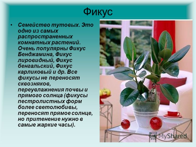 Фикус Бенджамина Презентация Фикус Бенджамина Презентация