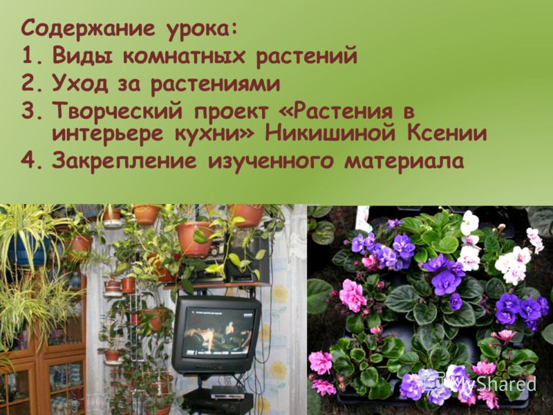 Растения в интерьере кухни никишиной Растения в интерьере кухни никишиной