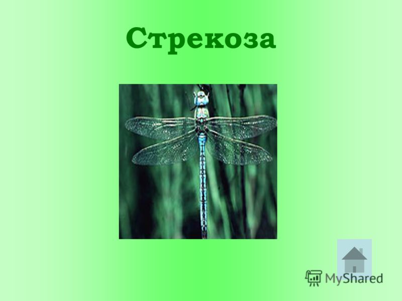 Конспект урока физика 11 класс изобретение радио поповым принципы радиосвязи