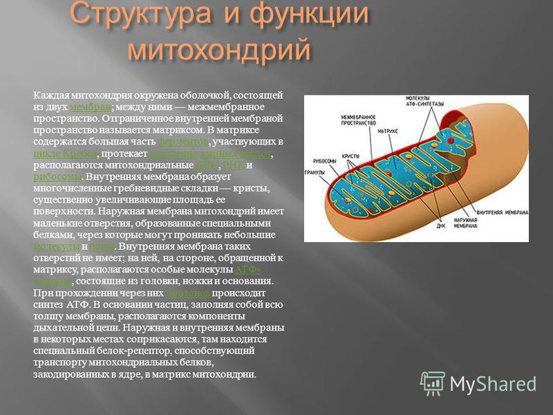 Складка внутренней мембраны митохондрий как называется Складка внутренней мембраны митохондрий как называется