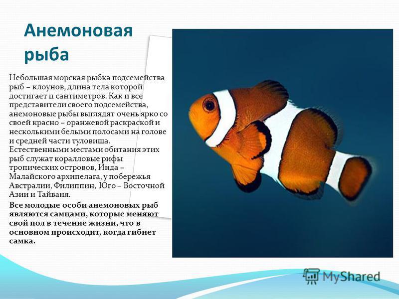Карвинг с фото своими руками Карвинг с фото своими руками