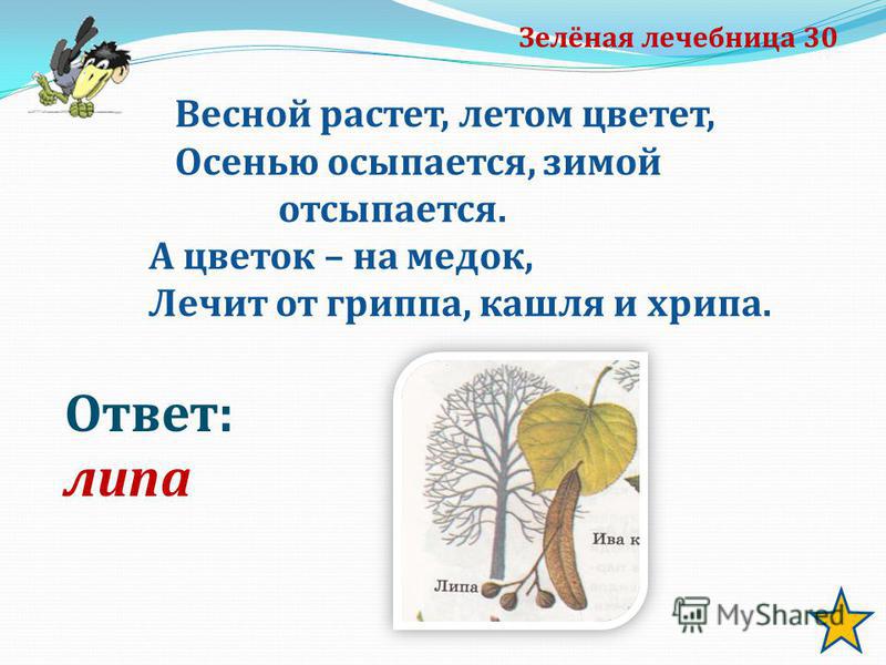 Какой цветок цветет только зимой Какой цветок цветет только зимой