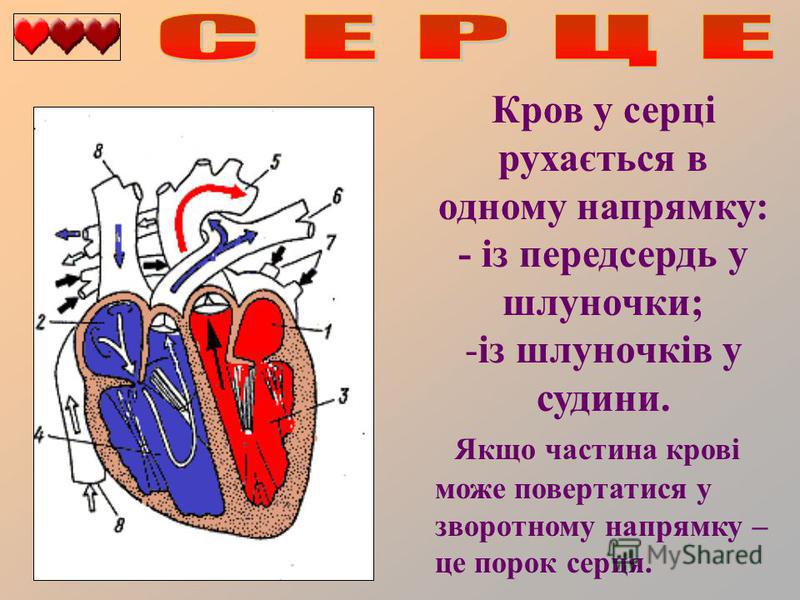 Кров у серці рухається в одному напрямку: - із передсердь у шлуночки; -із шлуночків у судини. Якщо частина крові може повертатися у зворотному напрямку – це порок серця.