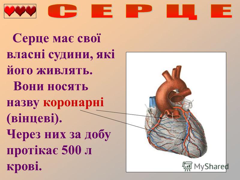 Серце має свої власні судини, які його живлять. Вони носять назву коронарні (вінцеві). Через них за добу протікає 500 л крові.