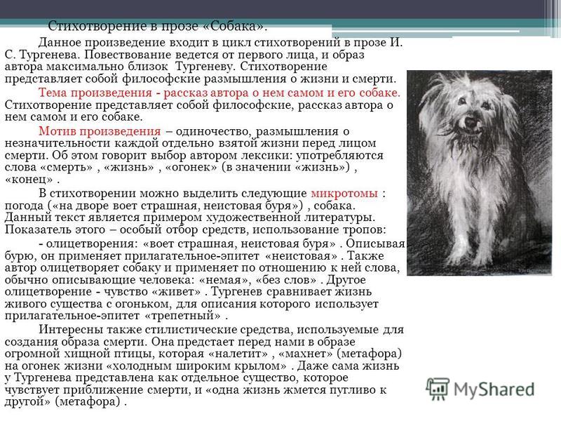 Стихи в прозе о собаках Стихи в прозе о собаках