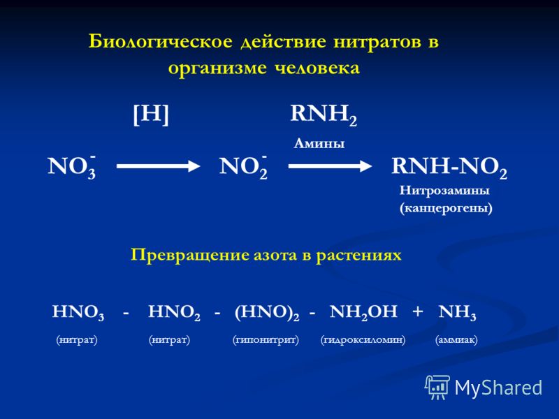 NO 3 [H] NO 2 RNH 2 RNH-NO 2 Амины Нитрозамины (канцерогены) Биологическое действие нитратов в организме человека HNO 3 - HNO 2 - (HNO) 2 - NH 2 OH + 