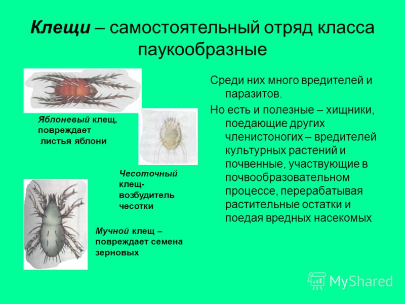 постоянным паразитом человека является постоянным паразитом человека является