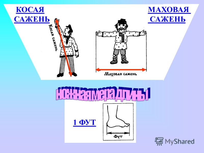 1 ФУТ КОСАЯ САЖЕНЬ МАХОВАЯ САЖЕНЬ