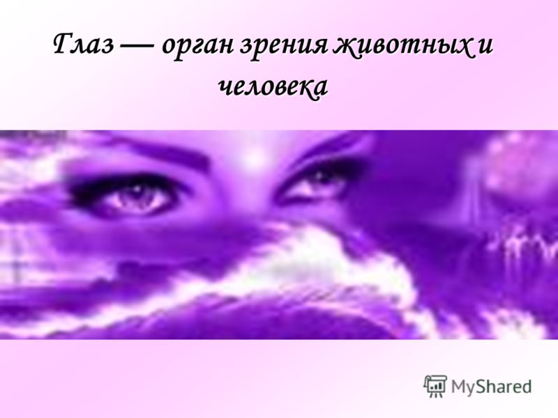Презентация На Тему Глаза Орган Зрения Презентация На Тему Глаза Орган Зрения