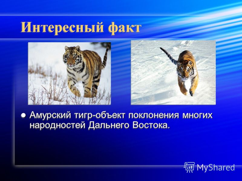 Тигр Уссурийский Красная Книга Без Регистрации