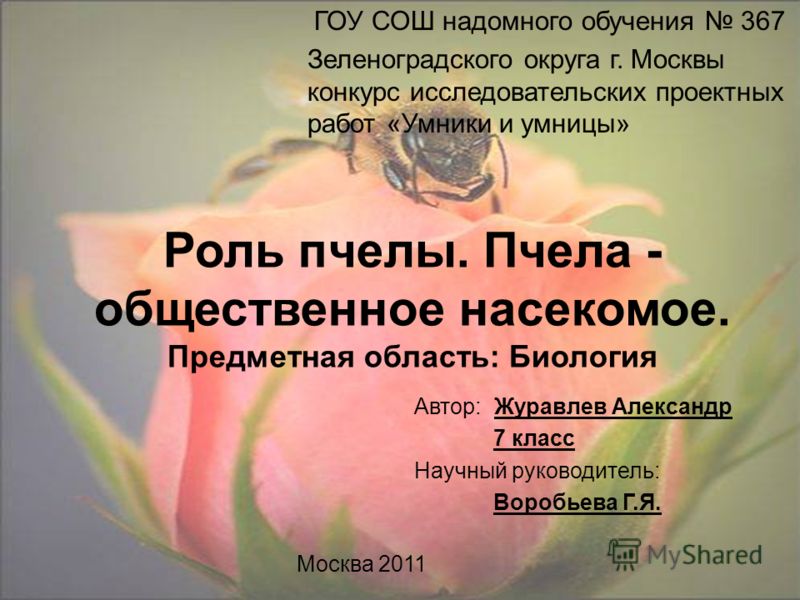 доклады пчелы муравьи