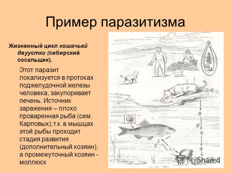 вакцина от глистов для кошек купить вакцина от глистов для кошек купить