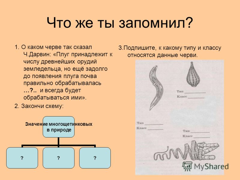 паразиты живущие человеке лечение паразиты живущие человеке лечение