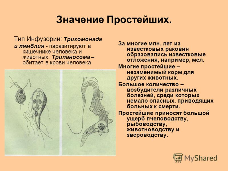 Доклад значение простейших в природе и жизни человека 1090