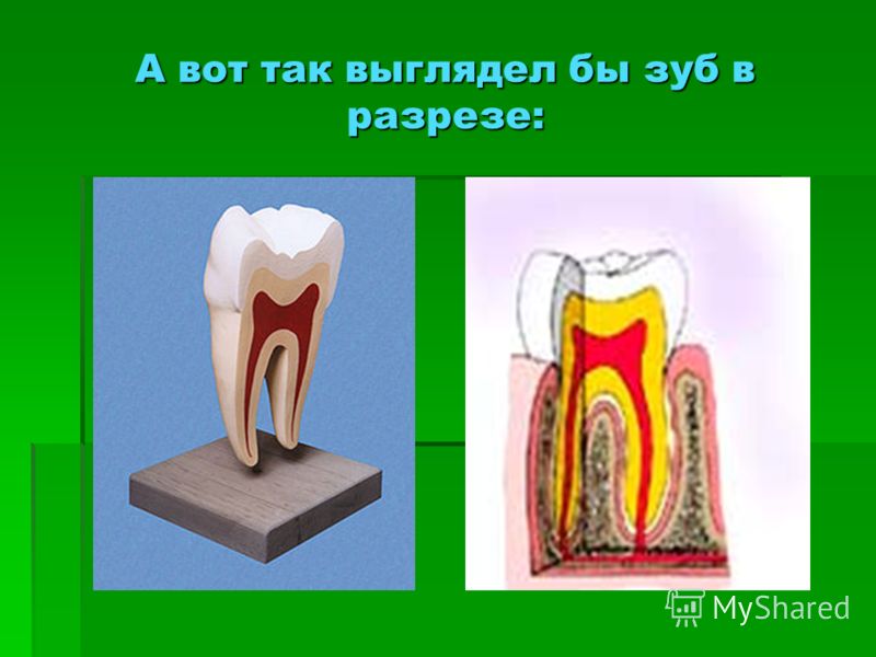 Как быстро появляются зубы у детей Как быстро появляются зубы у детей