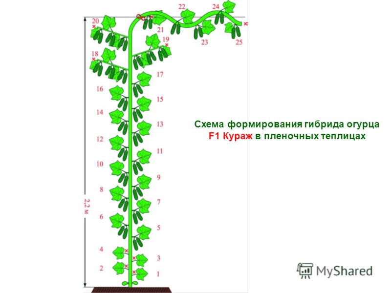 формирование огурцов в теплице схема Формирование огурцов в теплице и в открытом грунте схема куста.
