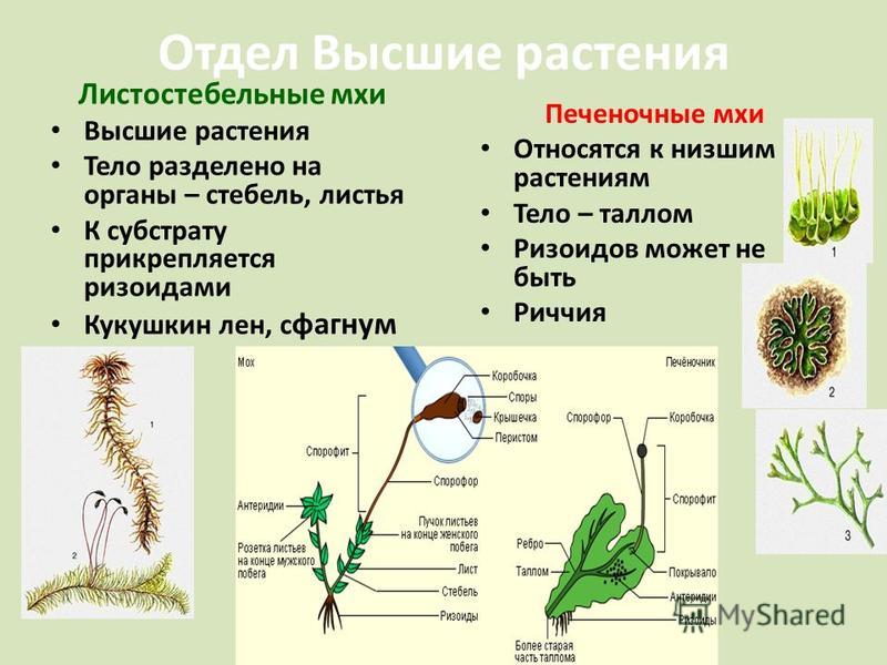 Мхи это высшие растения так как Мхи это высшие растения так как