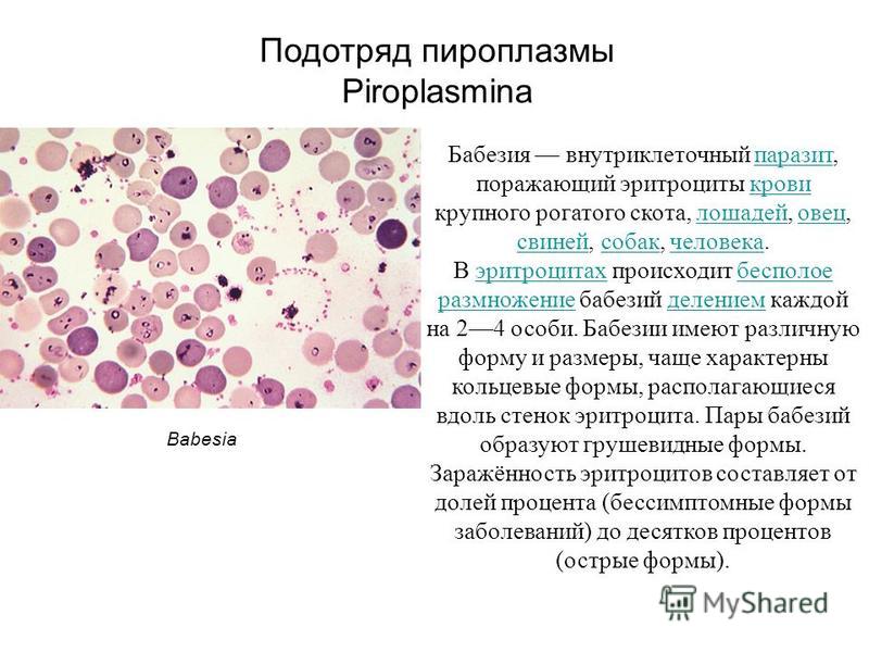 lccl parazita fehérjék apicomplexan)