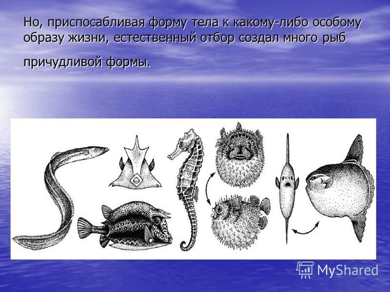 Но, приспосабливая форму тела к какому-либо особому образу жизни, естественный отбор создал много рыб причудливой формы.